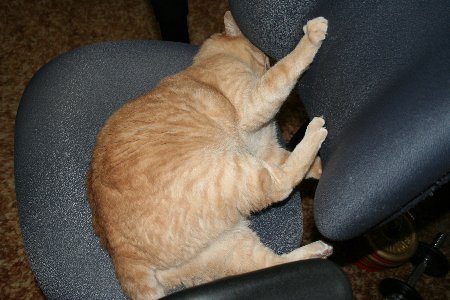 Morty loves to be spun on the chair.