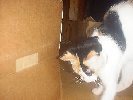 Spot playing