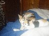 Spot and Timid