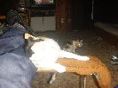 Spot playing while Timid watches